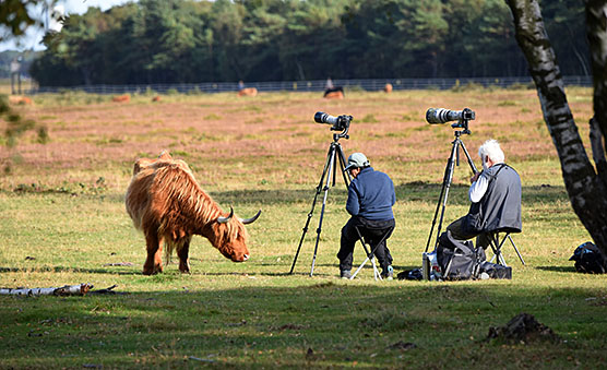 Cattle and birdwachers